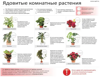 Эти комнатные растения очень ядовиты для домашних животных. Читайте на  UKR.NET