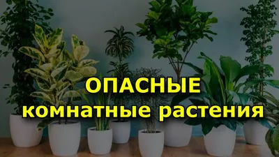 25 смертельно опасных комнатных растений. Выбирай «зеленых друзей» с  осторожностью!