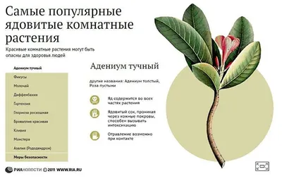 Какие комнатные растения опасны для здоровья