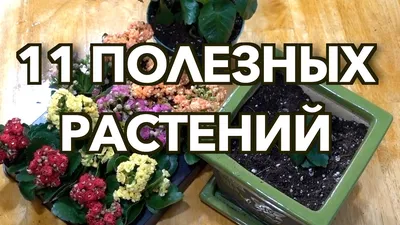 Комнатные растения - 100 самых полезных, каталог с названиями и описанием