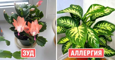 Ядовитые комнатные растения: как обезопасить себя