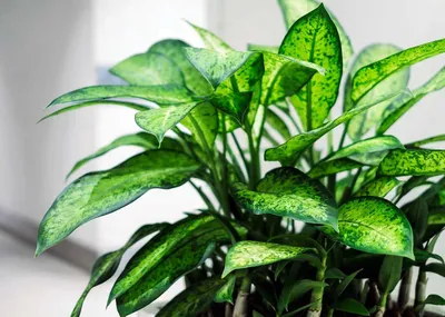 Опасные растения: какие цветы нельзя держать в квартире?