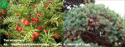 Красивые и опасные: у вас дома или в саду могут расти 8 ядовитых растений |  СП - Новости Бельцы Молдова