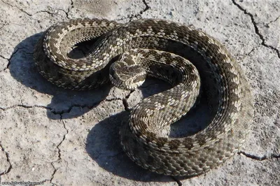 Фотка ядовитых змей Крыма: выбор формата и размера | Ядовитые змеи крыма  Фото №523420 скачать