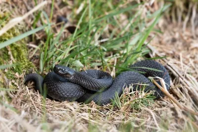 Эксперт предупредил об опасных змеях, которых можно встретить на отдыхе |  Туризм | Аргументы и Факты