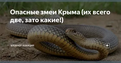 Опасные змеи Крыма (их всего две, зато какие!) | Блокнот локаций | Дзен