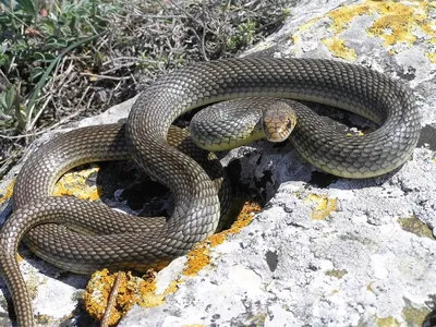 Змеи Крыма - 66 фото