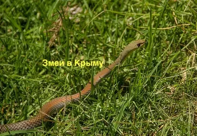 Змеи Крыма 2023 🐍 какие водятся, фото и описание, есть ли ядовитые