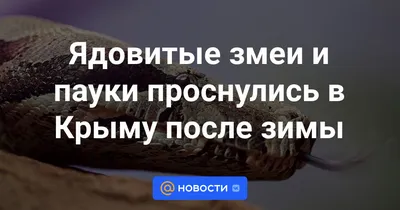 Змеи Крыма. Информация для любителей пеших походов. | Диванный  путешественник | Дзен