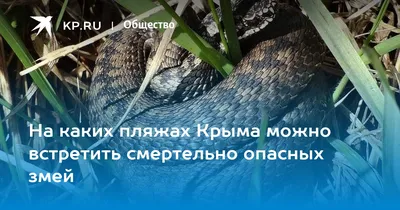 Берегись каракурта: в Крыму расплодились смертельно опасные пауки - Лента  новостей Крыма