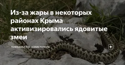 Змеи в Крымских горах - YouTube