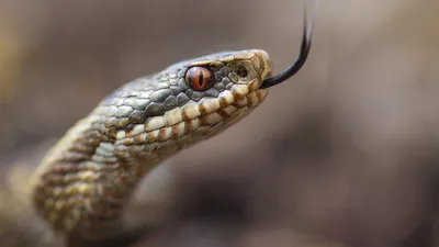 Какие опасные змеи и насекомые обитают в Крыму? | ПО МИРУ С ДАРИНОЙ | Дзен