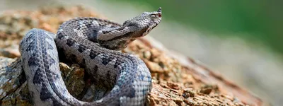 Какие опасные змеи водятся в Ростовской области: ответы учёного ЮФУ |  14.04.2023 | Семикаракорск - БезФормата