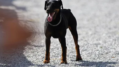 Немецкий ягдтерьер (Deutcher Jagdterrier) (Породы собак) ягдтерьер фото,  ягдтерьер купить, щенки ягдтерьера, ягдтерьер видео, собака ягдтерьер,  порода ягдтерьер, немецкий ягдтерьер, купить щенка ягдтерьера Энциклопедия  о животных EGIDA.BY