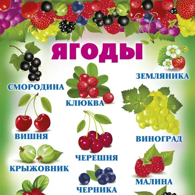 Какие лесные ягоды можно собирать в Пермском крае? Инфографика |  ВОПРОС-ОТВЕТ | АиФ Пермь