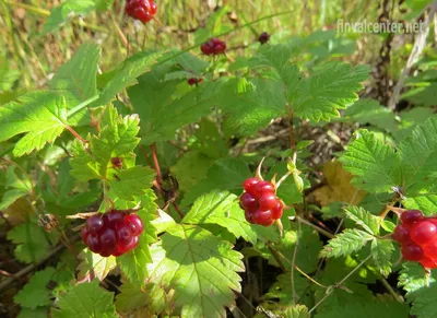 Новосибирский питомник предлагает зимостойкие растения для северных  регионов России | Грани