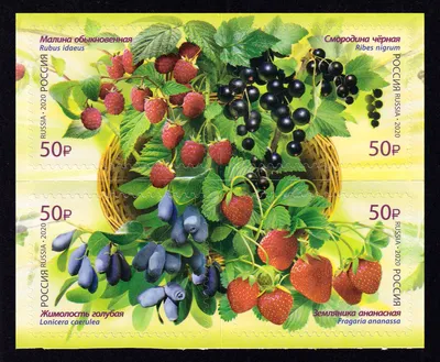 Самые ядовитые ягоды России – Топ-10