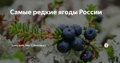 Купить 4 почтовые марки «Флора России. Ягоды» 2021 в интернет-магазине