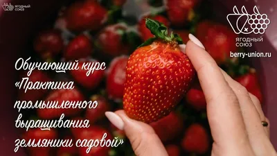 Самые редкие ягоды России | \"Дары Карелии\" с любовью! | Дзен