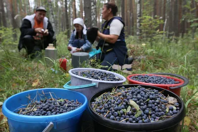 По итогам 2020 года урожай плодов и ягод в России вырос до 3,6 млн тонн •  EastFruit