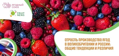 Ягоды России — 2020 — Шуйские ягоды