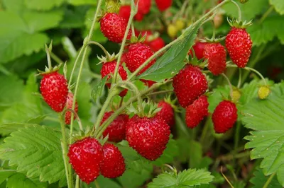 Самые полезные и вкусные ягоды сибирской тайги - Сибирские богатства