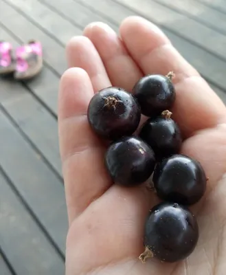 Кладезь витаминов: ягоды сибирской тайги – Это Сибирь!