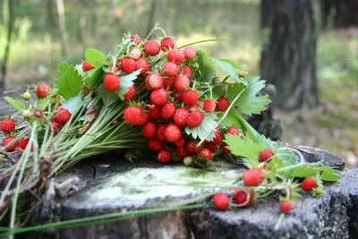 Напиток чайный Aveo Ягоды Сибири Калина (20 шт.) - IRMAG.RU