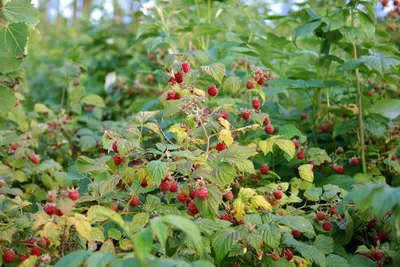 Самые полезные и вкусные ягоды сибирской тайги - Сибирские богатства