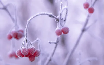 Фото ягод в снегу: эстетика и эмоции в одном изображении