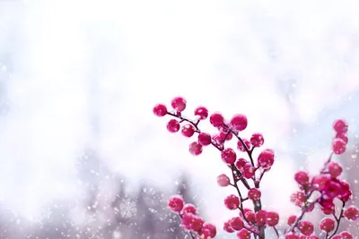 Ягоды в снегу: нежность, захваченная камерой