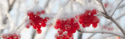 Фото ягод в снегу: идеальное сочетание природы и зимы