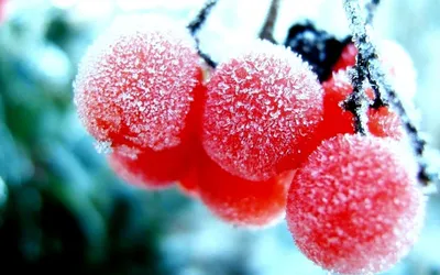 Фото ягод в снегу: волшебное сочетание цвета и текстуры
