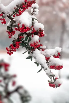Зимние ягоды в снегу: изысканные обои для вашего экрана
