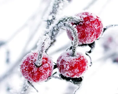 Ягоды в снегу: натуральная красота и свежесть