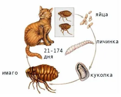 Фронтлайн Комбо для собак 20-40 кг (L) – для защиты от клещей, блох в форме  капель 1 пипетка купить в Екатеринбурге | 042268770/0378309600000,  3661103027584, 378309600000 | Заповедник