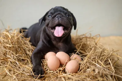 Игрушка для собак, яичный шар, яйцо, игрушка для собак, набор из 3 яиц,  игрушки для собак для щенков и маленьких собак, надувной резиновый щенок,  жевательное яйцо для прорезывания зубов | AliExpress