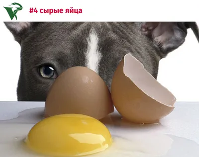Можно ли собакам есть яйца - сырые или вареные, со скорлупой или без? | Dog  Breeds | Дзен