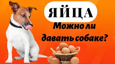 Могут ли собаки есть яйца | Hill's: наука о питомцах | Дзен