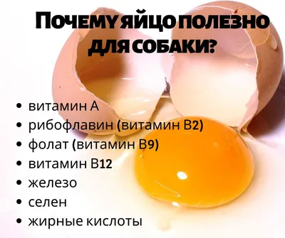 Йоркширский терьер собаки пасхальные яйца с текстом счастливой пасхи  Стоковое Изображение - изображение насчитывающей йорки, бело: 173163155