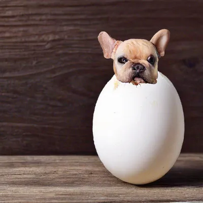Можно ли собакам куриные яйца? | Блог зоомагазина Zootovary.com