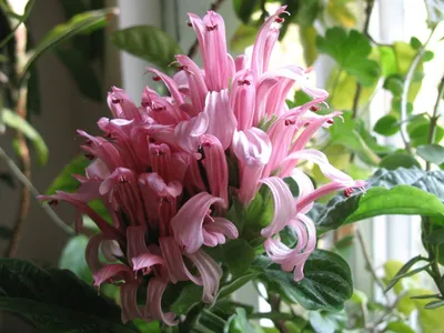 Растение Якобиния: воплощение гармонии и красоты (png)