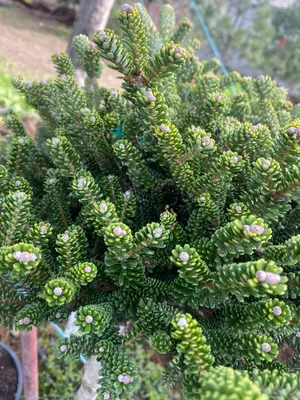 Abies koreana, Ялиця корейська|landshaft.info