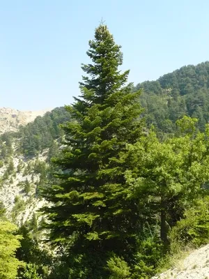 Ялиця Корейська Оберон (висота 1м) лат. \"Abies koreana Oberon\" - хвойне  декоративне дерево. - GoldForest