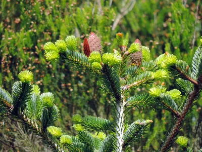 Ялиця Біла 4 річна , Пихта Белая, Abies alba: продажа, цена в  Ивано-Франковске. Саженцы декоративных деревьев и кустарников от \"Декофлора  - Виробництво і продаж декоративних рослин\" - 1361254741