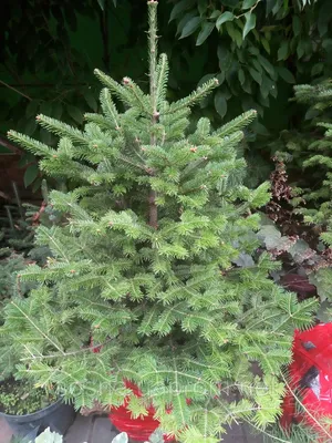 Ялиця корейська (Abies koreana) Glauca /H 100 см+/ ком