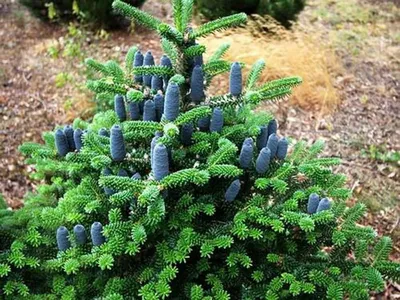 Abies koreana (код: Ялиця корейська /Abies koreana)