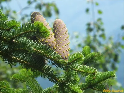 Купить саженцы Ялиця одноколірна, Пихта одноцветная, Abies concolor, 100см  от питомника растений Хмелева. Звоните +380 (67) 653-42-04 доставим по всей  Украине.