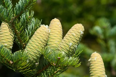 Ялиця кореанська (Abies koreana)Пихта корейская.: продажа, цена в Львове.  Ели, сосны натуральные от \"Kronos\" - 1751663596