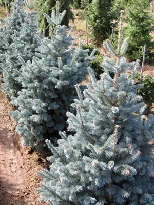 Abies alba